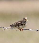 Corn Bunting