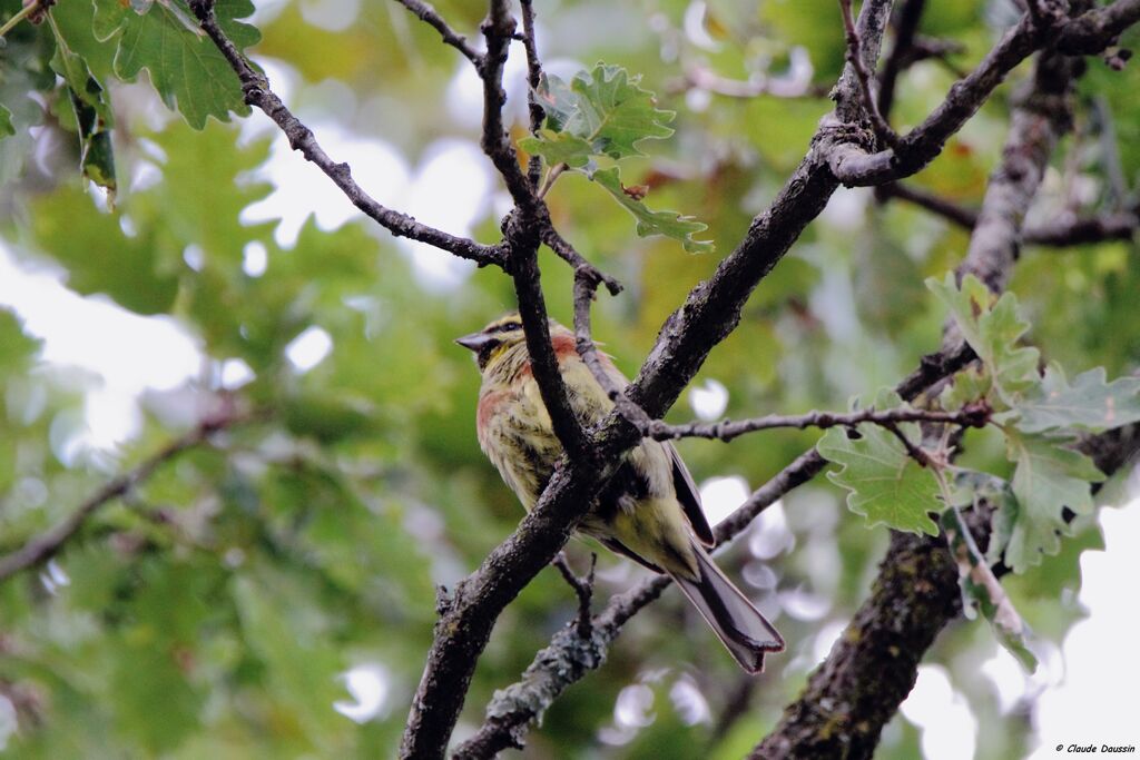 Cirl Bunting