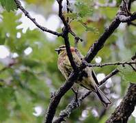 Cirl Bunting