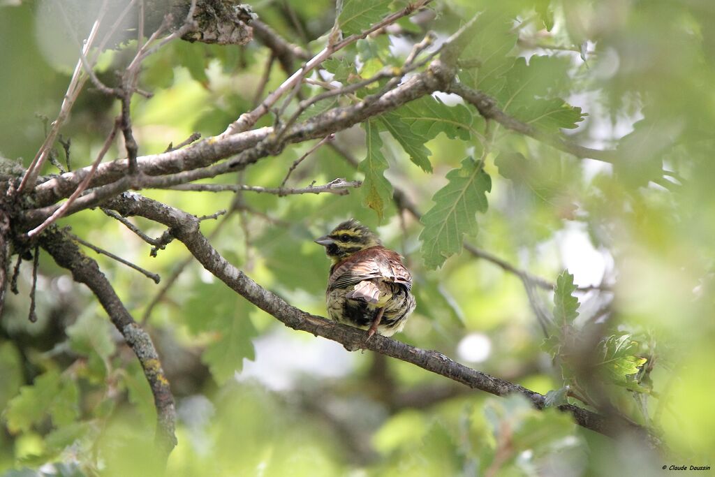 Cirl Bunting