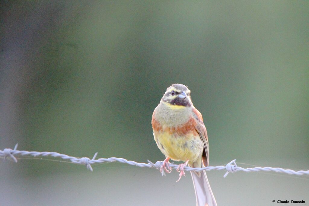 Cirl Bunting