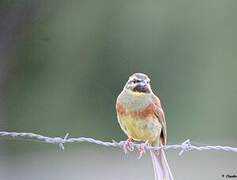 Cirl Bunting