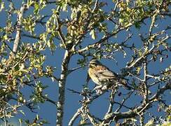 Cirl Bunting