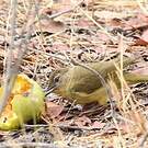 Bulbul à poitrine jaune