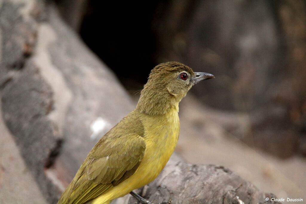 Bulbul à poitrine jaune