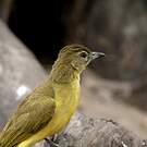 Bulbul à poitrine jaune