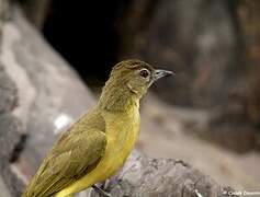 Bulbul à poitrine jaune