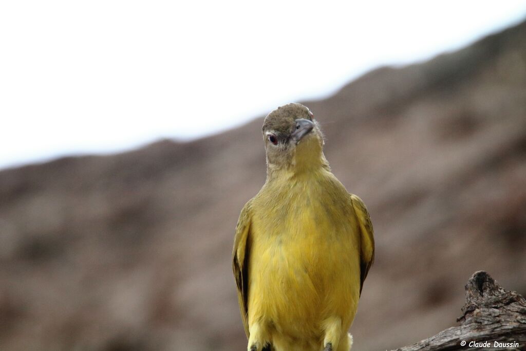 Bulbul à poitrine jaune