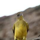 Bulbul à poitrine jaune