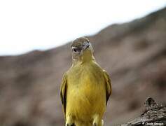 Yellow-bellied Greenbul