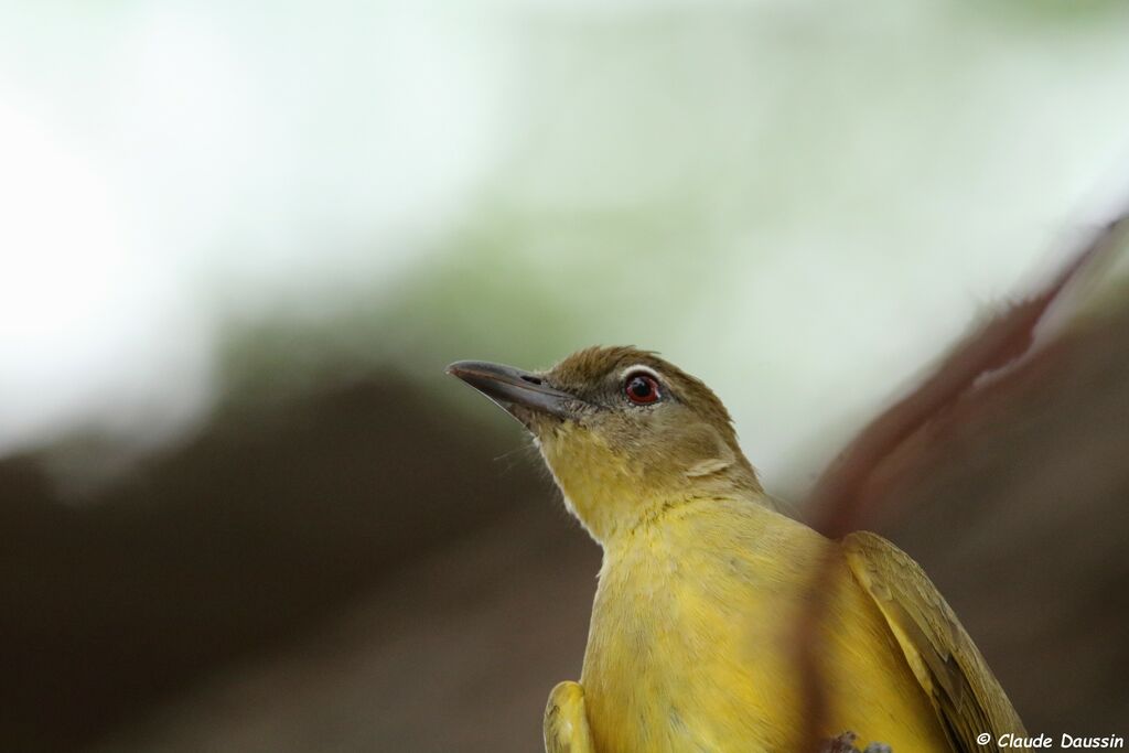 Bulbul à poitrine jaune