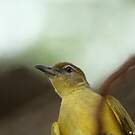 Bulbul à poitrine jaune