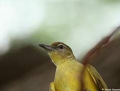 Bulbul à poitrine jaune