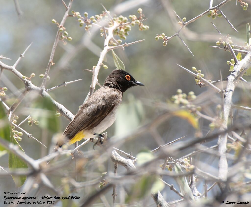 African Red-eyed Bulbul