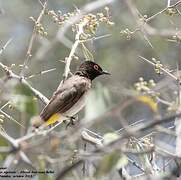 African Red-eyed Bulbul