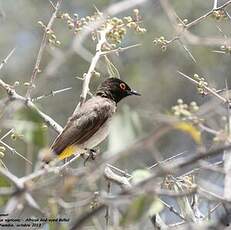 Bulbul brunoir