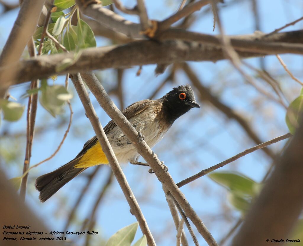 African Red-eyed Bulbul