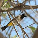 Bulbul brunoir