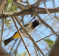 African Red-eyed Bulbul