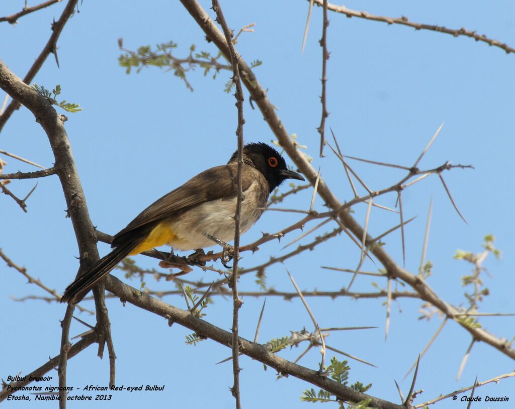 Bulbul brunoir