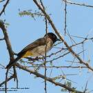 Bulbul brunoir