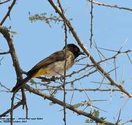 African Red-eyed Bulbul