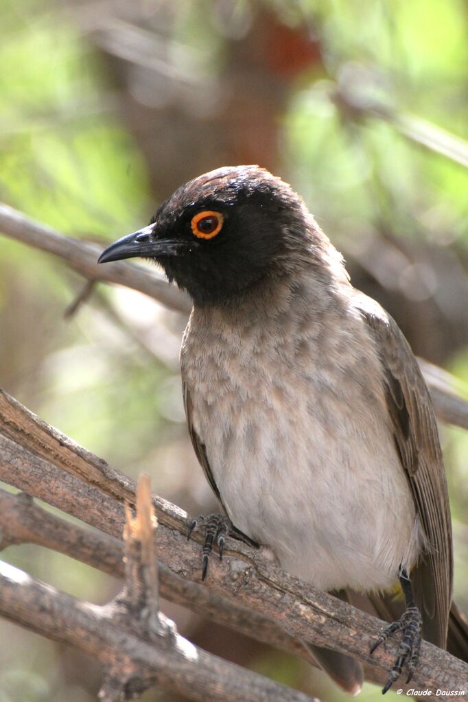 Bulbul brunoir