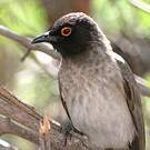 Bulbul brunoir