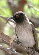 African Red-eyed Bulbul