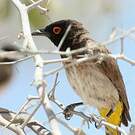 Bulbul brunoir