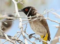 African Red-eyed Bulbul