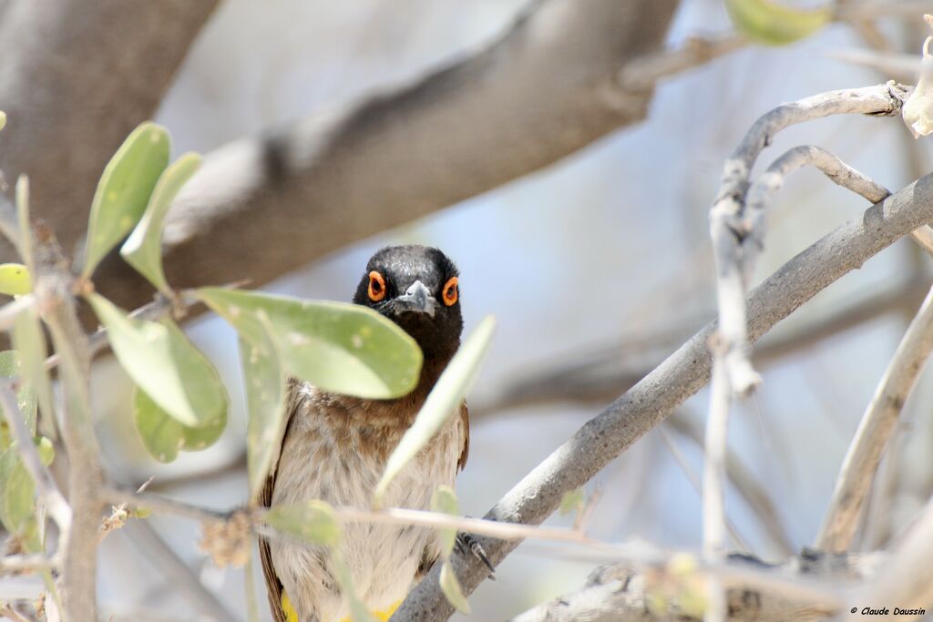 African Red-eyed Bulbul