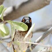 African Red-eyed Bulbul