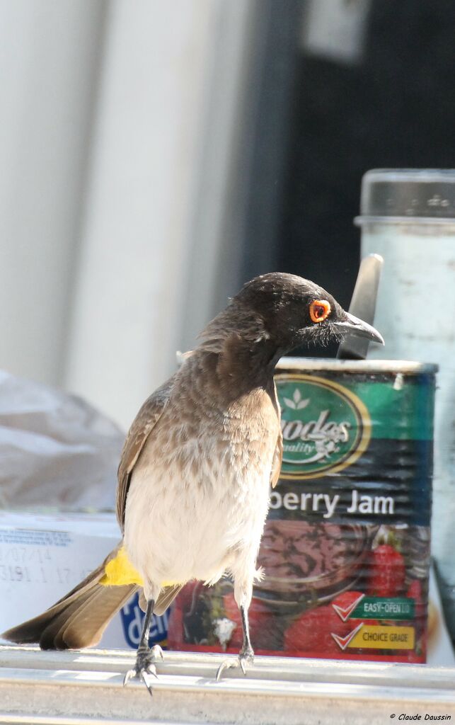 African Red-eyed Bulbul