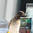 Bulbul brunoir