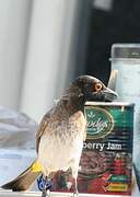 African Red-eyed Bulbul