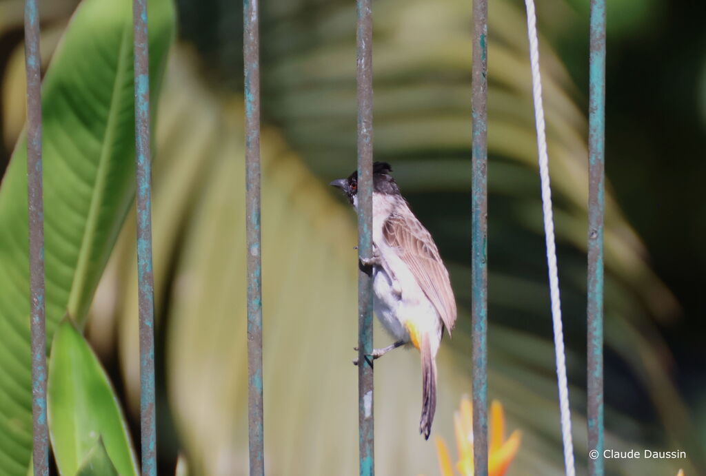 Bulbul cul-d'or