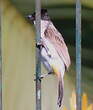 Bulbul cul-d'or