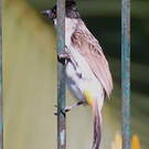 Bulbul cul-d'or