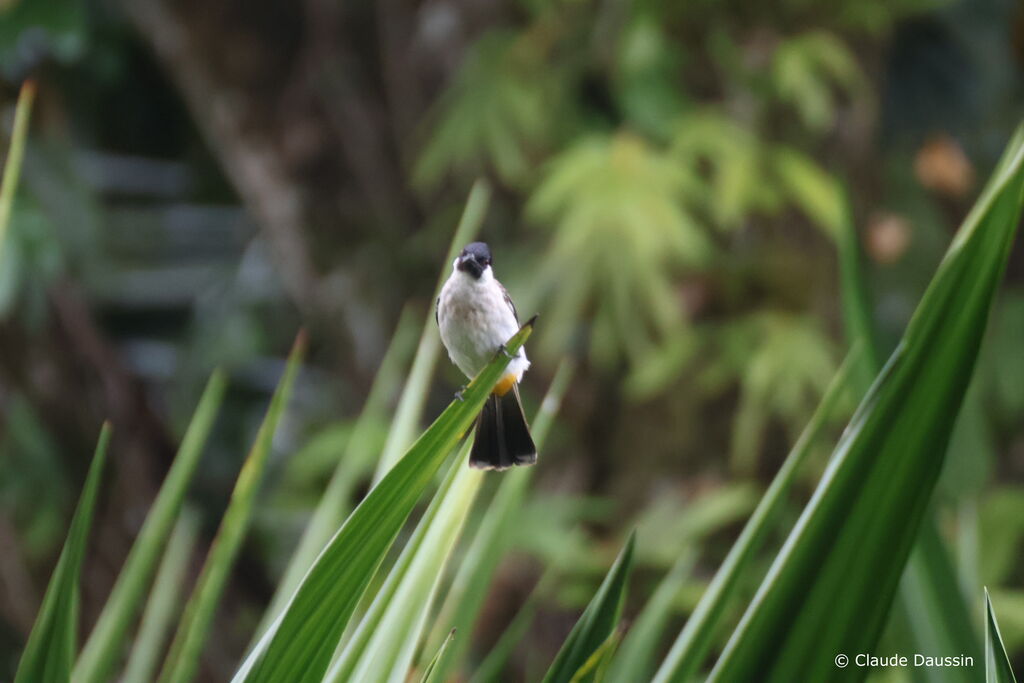 Bulbul cul-d'oradulte