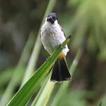Bulbul cul-d'or