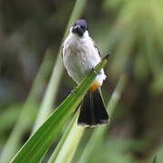 Bulbul cul-d'or