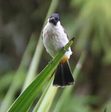 Bulbul cul-d'or