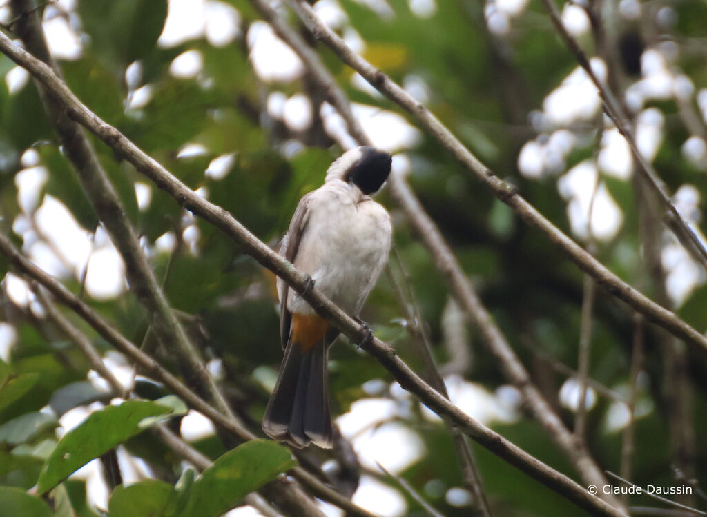 Bulbul cul-d'oradulte