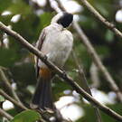 Bulbul cul-d'or