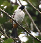 Bulbul cul-d'or