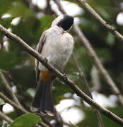 Bulbul cul-d'or