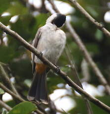 Bulbul cul-d'or