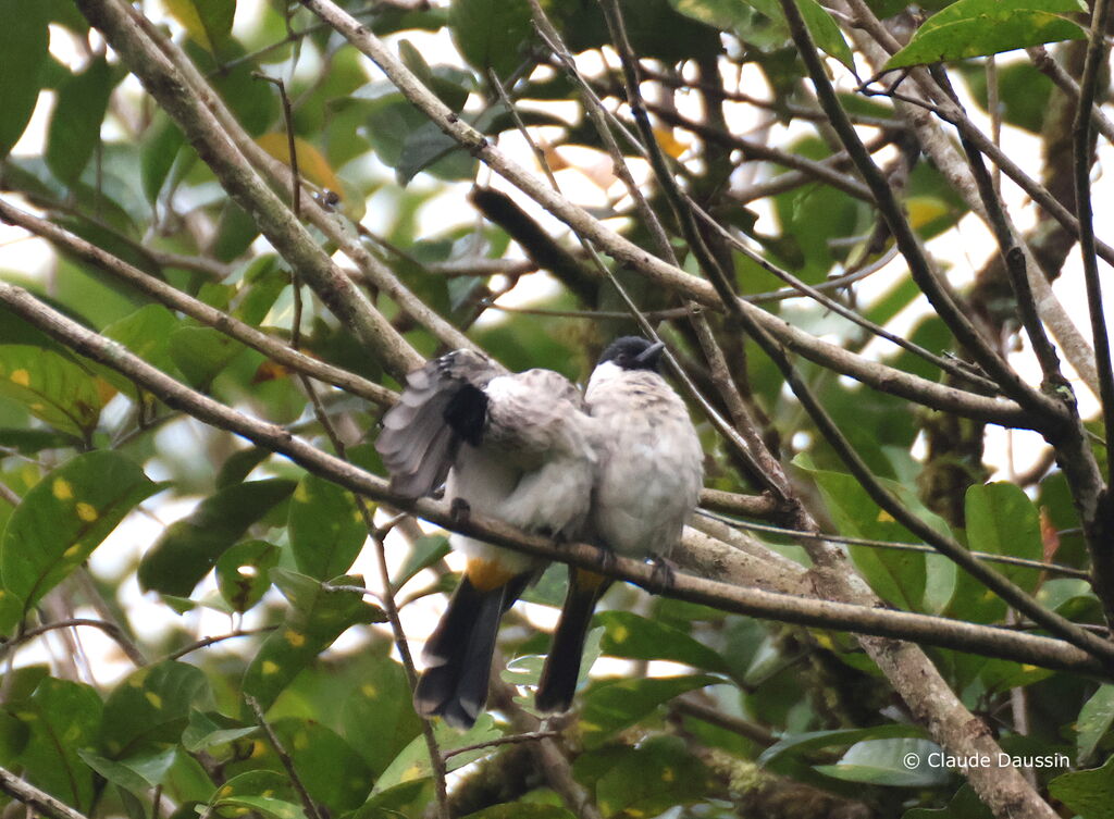 Bulbul cul-d'oradulte, soins