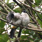 Bulbul cul-d'or